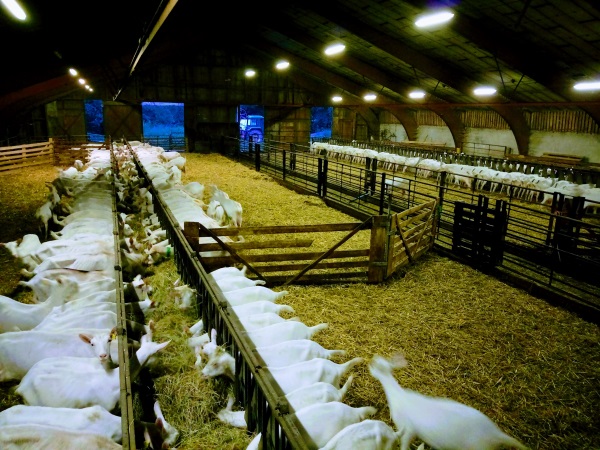 Les chèvres de Virginie et Germain dans leur bâtiment, sur une litière de paille - métier devenir éleveur caprin saanen