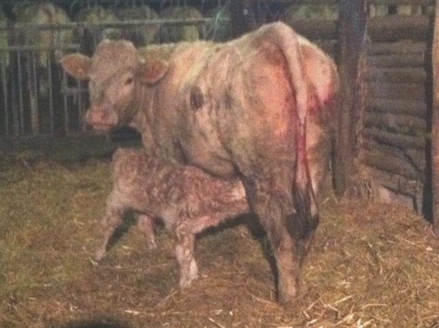 En décembre Matthieu leveur de vaches charolaises a eu de nombreuses naissances de petits veaux. Métier, passion, éleveur allaitant