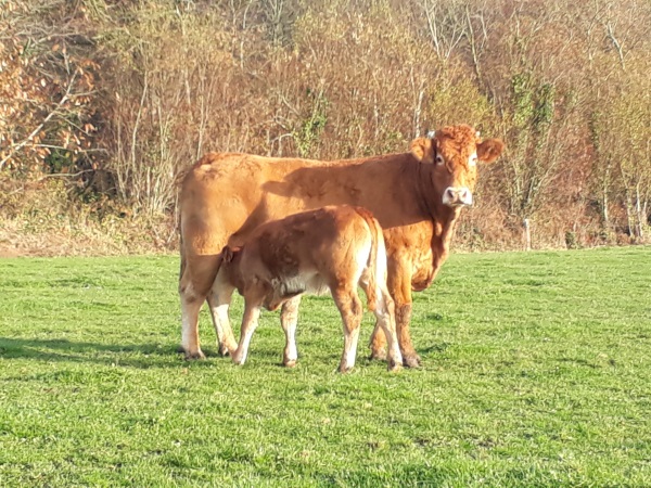 en novembre adeline prépare son élevage de vaches allaitantes pour l'hiver