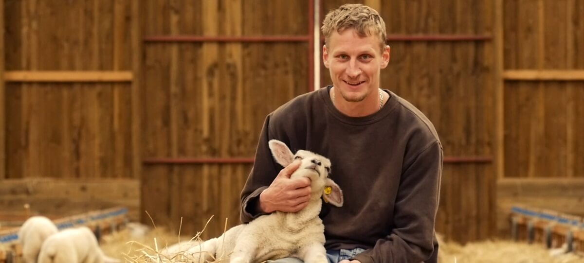 Comment devenir éleveur ovin moutons agneaux
