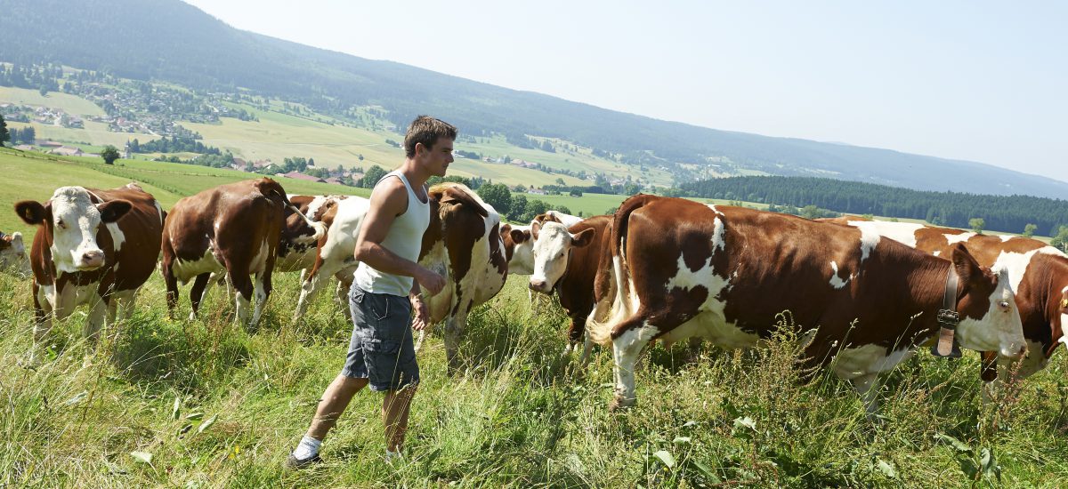 comment devenir éleveur bovin lait