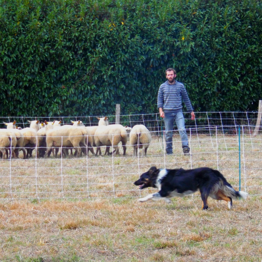 Gaël éleveur de brebis moutons a entrainé un chien de troupeau pour travailler avec lui